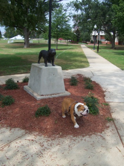 Bulldog statute and Bulldog