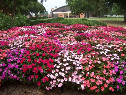 MSU Flowers