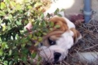 English Bulldog Puppy