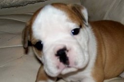 English Bulldog Puppy