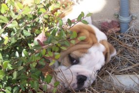 English Bulldog puppy.